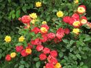 Samba ® rose photo