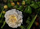 Hettie rose photo