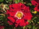 Wapiti ® rose photo