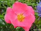 Bambino rose photo