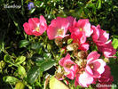 Bambino rose photo