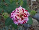 Painter's Palette rose photo