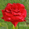 National Velvet rose photo