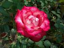Pinnacle rose photo