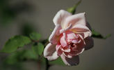 Madame Dailleux rose photo