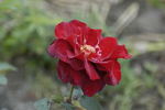 Black Knight rose photo