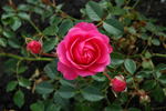 Amulett ® rose photo