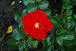 Alpenglühen rose photo