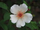 Dogwood rose photo
