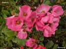 Bambino rose photo