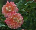 Keith's Delight rose photo