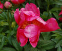 <i>P. anomala</i> var. <i>intermedia</i> peony photo