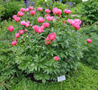 <i>P. anomala</i> var. <i>intermedia</i> peony photo