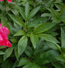 <i>P. anomala</i> var. <i>intermedia</i> peony photo
