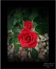 Daddy's Little Girl rose photo