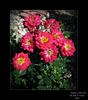 Daddy's Little Girl rose photo