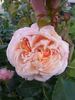 Parfum d'Orléans rose photo