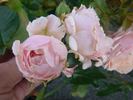 Parfum d'Orléans rose photo