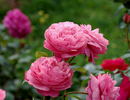 Raymond Blanc rose photo