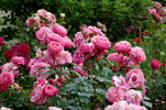 Raymond Blanc rose photo