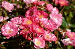 Michel Bras ® rose photo