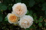 Jardins de l'Essonne rose photo