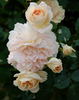 Jardins de l'Essonne rose photo