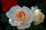 Jardins de l'Essonne rose photo