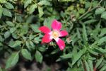 Frank Naylor rose photo