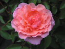 Enchanted Autumn rose photo