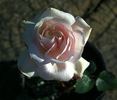 Herne the Hunter rose photo