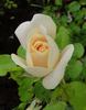 Jardins de l'Essonne rose photo