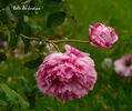 Belle des Jardins rose photo