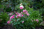 Bihari János rose photo