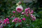 Bihari János rose photo