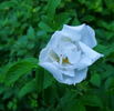 Blanka rose photo