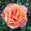 Daniel Gelin rose photo