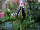 Dark Angel rose photo