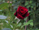 Dark Angel rose photo