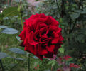 Dark Angel rose photo
