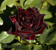 Bacflash rose photo