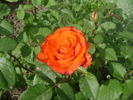 Mercedes ® rose photo