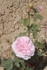Bona Weillschott rose photo