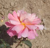 Jacques Latouche rose photo