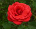 Roter Stern rose photo
