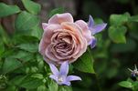Gletscher rose photo