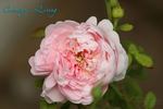 Country Living rose photo