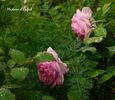 Madame d'Enfert rose photo