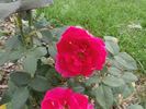 Rubaiyat rose photo