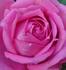 Norwich Sweetheart ™ rose photo